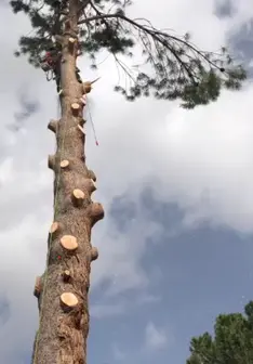Tala y poda en altura de árboles en Murcia 