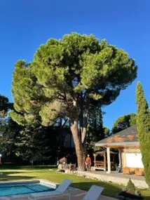 Tala y poda en Altura de árboles en Murcia y municipios